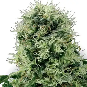 Power Plant White Label