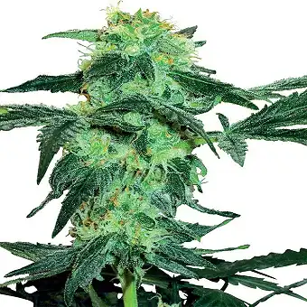 White Ice - White Label