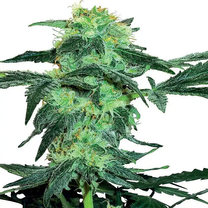 White Ice - White Label