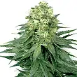 White Widow White Label