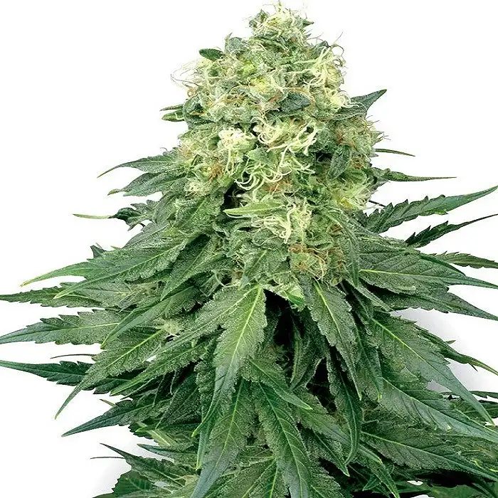 White Widow White Label