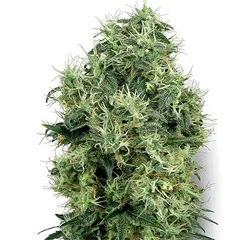 White Gold - White Label