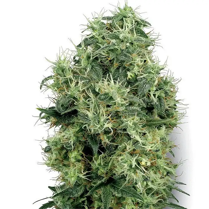 White Gold - White Label