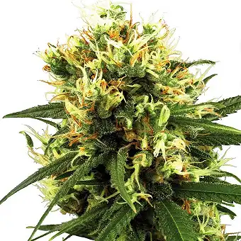 White Haze Automatic - White Label