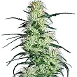 Purple Haze White Label