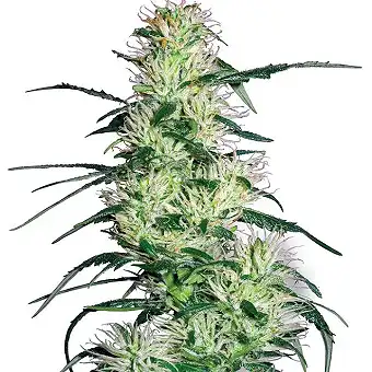 Purple Haze White Label