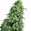 Skunk 1 White Label
