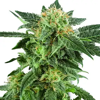 Snow Ryder Automatic - White Label