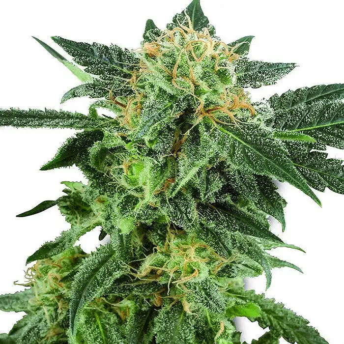 Snow Ryder Automatic - White Label