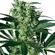 X-Haze - White Label