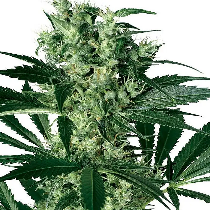 X-Haze - White Label