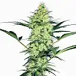 White Diesel White Label