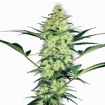 White Diesel White Label