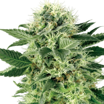 Northern Lights White Label