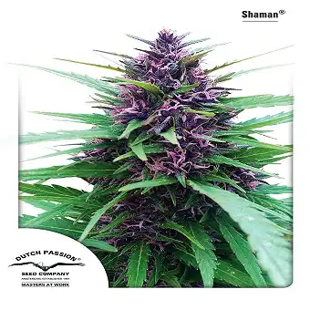 Shaman 1 - Dutch Passion