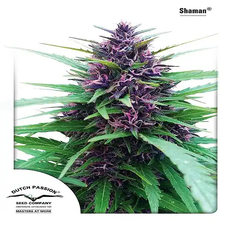 Shaman 1 - Dutch Passion