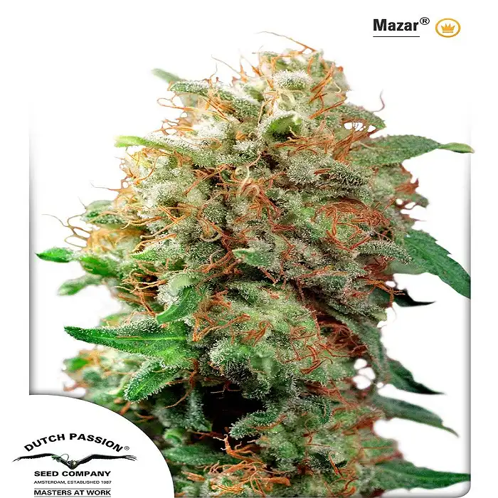 Mazar Dutch Passion 2
