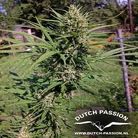 Passion 1 1 - Dutch Passion