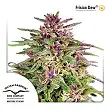 Frisian Dew 1 - Dutch Passion