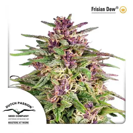 Frisian Dew 1 - Dutch Passion