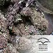 Frisian Dew - Dutch Passion