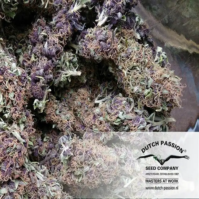 Frisian Dew - Dutch Passion