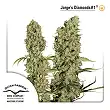 Jorge Diamonds - Dutch Passion