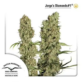 Jorge Diamonds - Dutch Passion