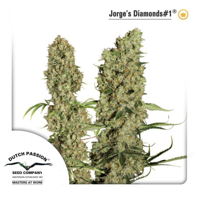 Jorge Diamonds