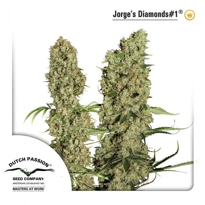 Jorge Diamonds - Dutch Passion