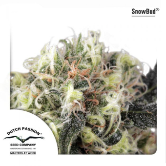 Snow Bud