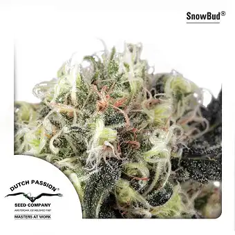 Snow Bud - Dutch Passion