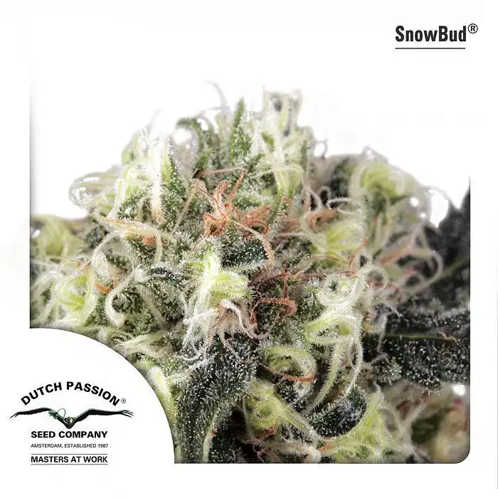 Snow Bud - Dutch Passion