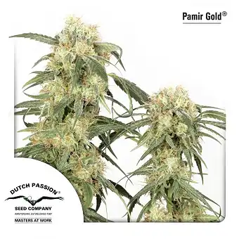 Pamir Gold 1 - Dutch Passion