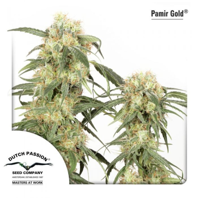 Pamir Gold 1