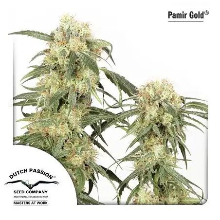 Pamir Gold 1 - Dutch Passion