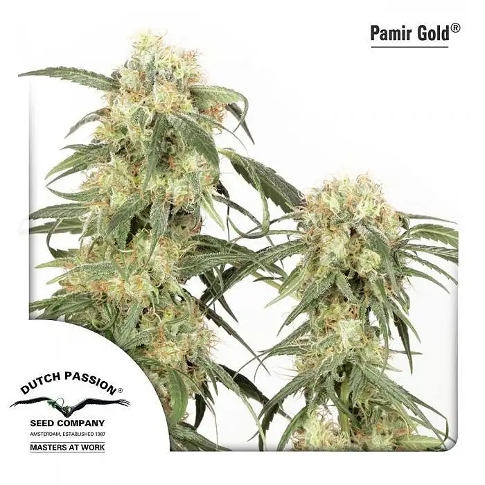 Pamir Gold 1 - Dutch Passion