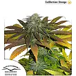 Californian Orange 1 - Dutch Passion Californian Orange 1 - Dutch Passion
