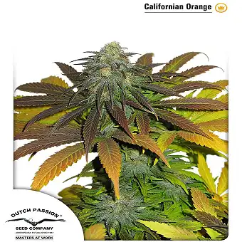 Californian Orange 1 - Dutch Passion
