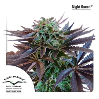 Night Queen