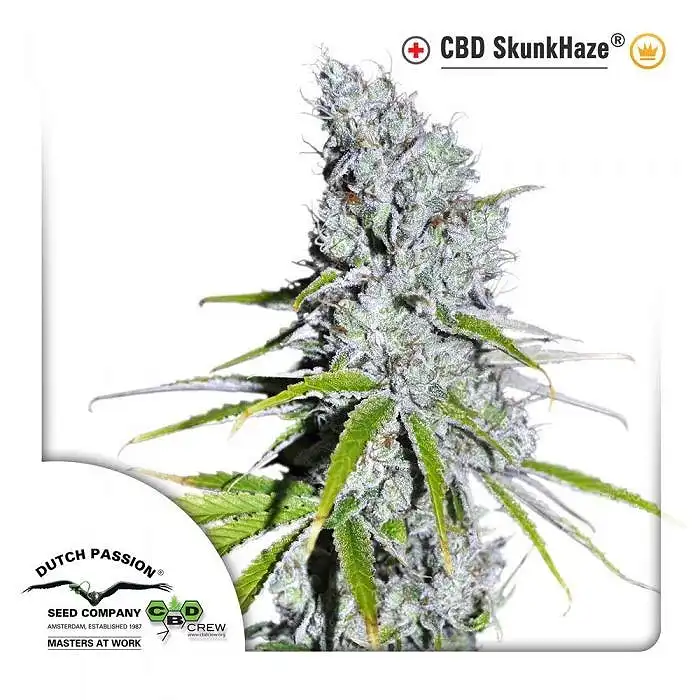 CBD SkunkHaze - Dutch Passion