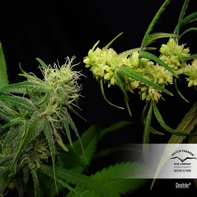 Desfrán - Dutch Passion