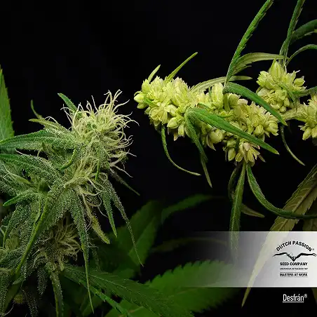 Desfrán - Dutch Passion