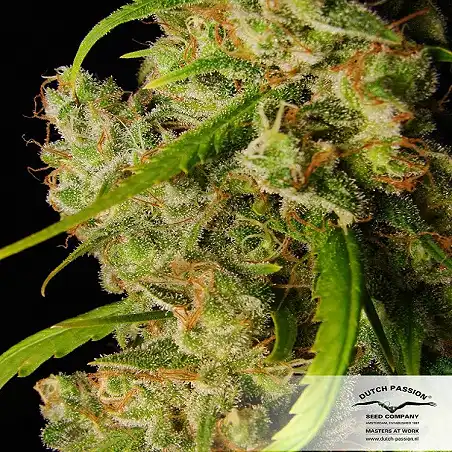 Desfrán 1 - Dutch Passion