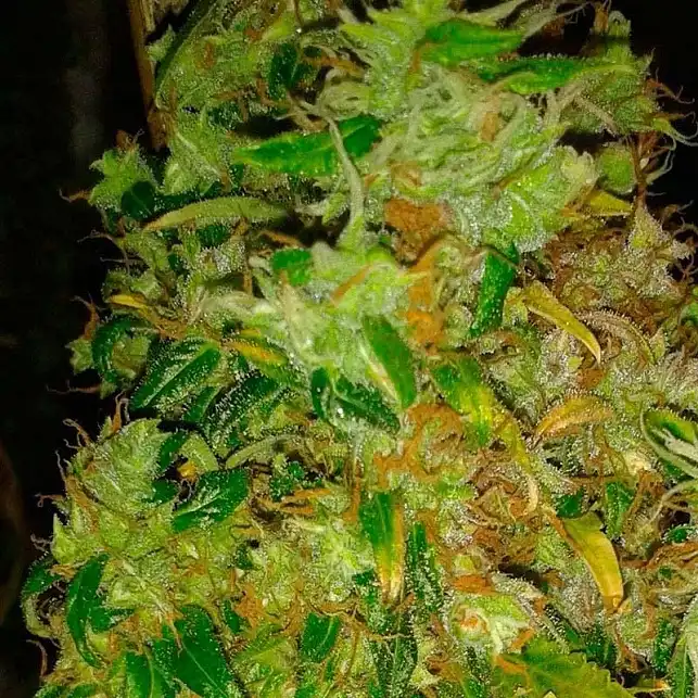 Skunk  11 - Dutch Passion