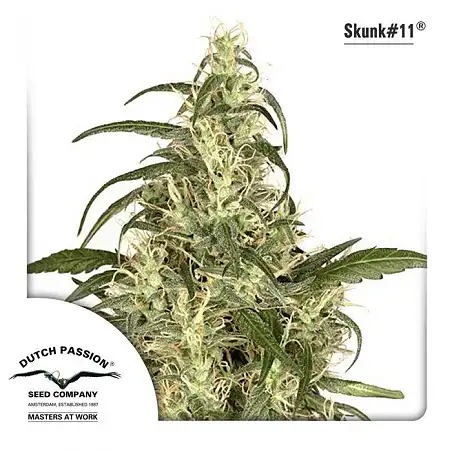 Skunk  11 1 - Dutch Passion