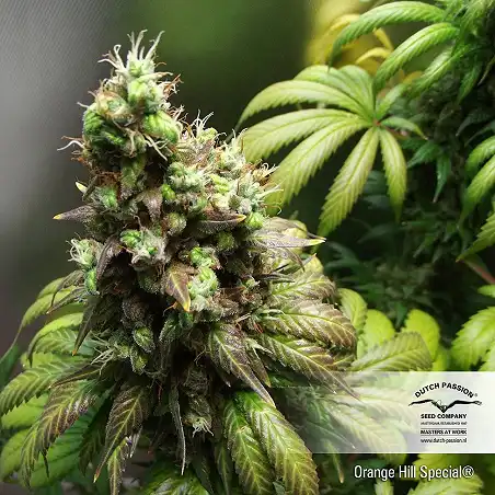 Orange Hill Special - Dutch Passion