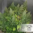 Orange Hill Special 1 - Dutch Passion Orange Hill Special 1 - Dutch Passion