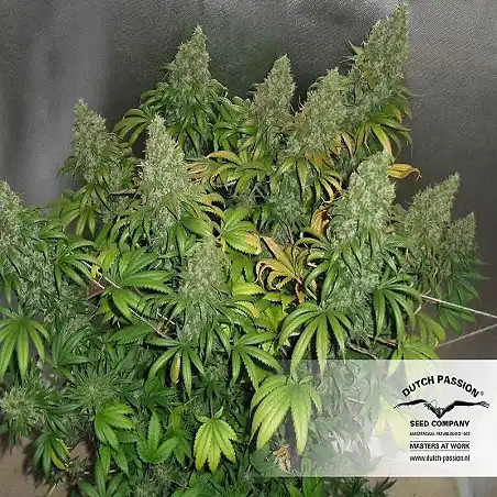 Orange Hill Special 1 - Dutch Passion