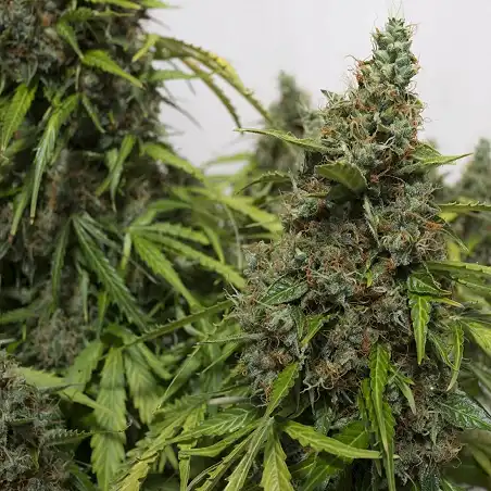 Automazar (Auto) - Dutch Passion